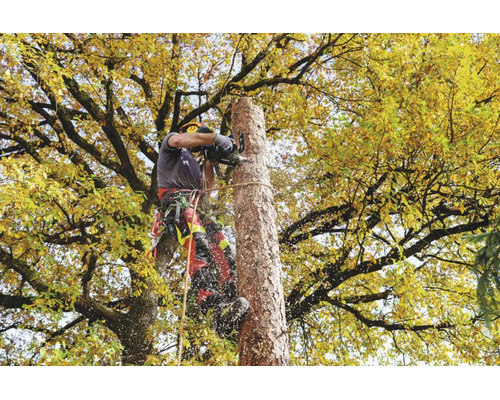 Baumpfleger bei der Arbeit mit einer Kettensäge in einem Baum mit herbstlichem Laub.