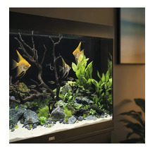 Aquarium Juwel avec scalaires et plantes, décoré avec des pierres, du bois flotté et du sable sur un sol clair.