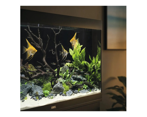 Aquarium Juwel avec scalaires et plantes, décoré avec des pierres, du bois flotté et du sable sur un sol clair.