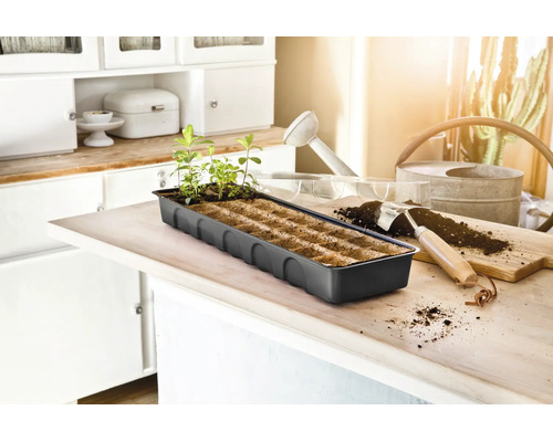 Plateau de culture pour graines avec jeunes pousses sur une table de cuisine, accompagné d'une pelle de jardinage et d'un arrosoir.