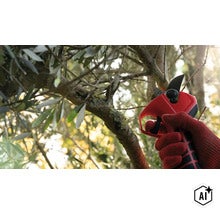 Person mit Handschuhen verwendet eine Astschere zum Schneiden eines Olivenzweigs im Garten. (Image AI modified or generated)