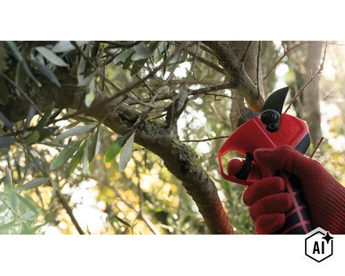 Person mit Handschuhen verwendet eine Astschere zum Schneiden eines Olivenzweigs im Garten. (Image AI modified or generated)