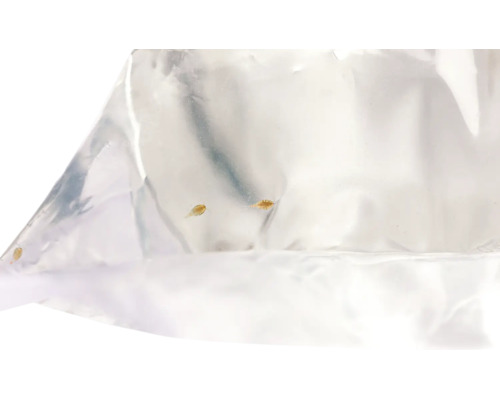 Artemias vivants dans un sac de transport transparent