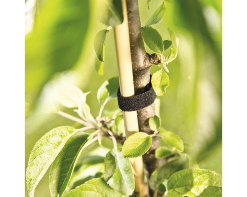 Baum mit Befestigungsband zur Stabilisierung am Stützpfosten