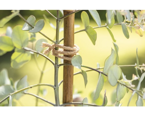 Plante d''eucalyptus avec bâton de bambou et ficelle de jute