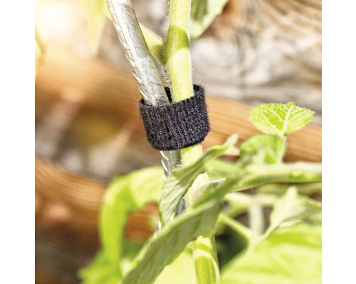 Pflanzenstängel befestigt mit Klettbinder an einem Pflanzenstab