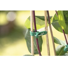 Attache pour plantes pour fixation sur tuteurs