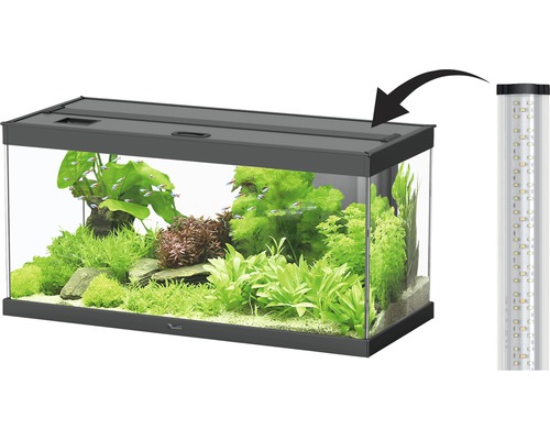 Aquarium avec éclairage et plantes