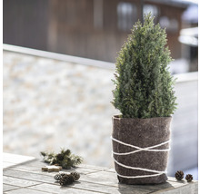 Cyprès dans un pot en feutre sur une table en bois