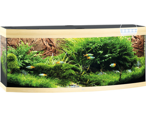 Aquarium incurvé avec plantes et poissons