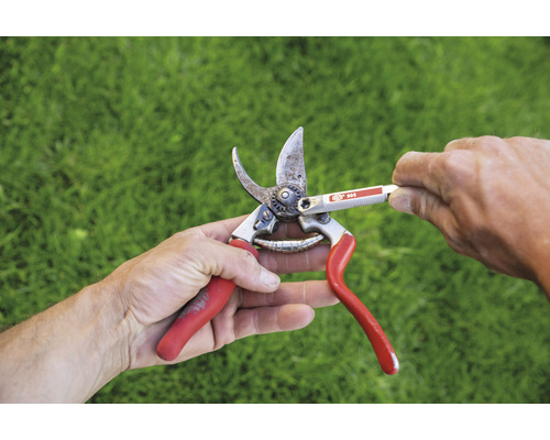 Le sécateur est aiguisé avec un outil d''affûtage.