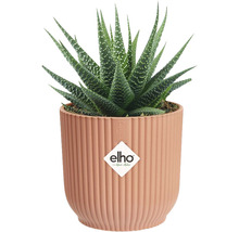 Plante en pot Haworthia dans un pot côtelé avec le logo Elho