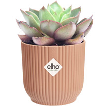 Plante grasse dans un cache-pot côtelé avec le logo Elho