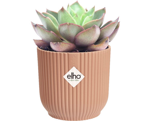 Sukkulente in geriffeltem Blumentopf von Elho