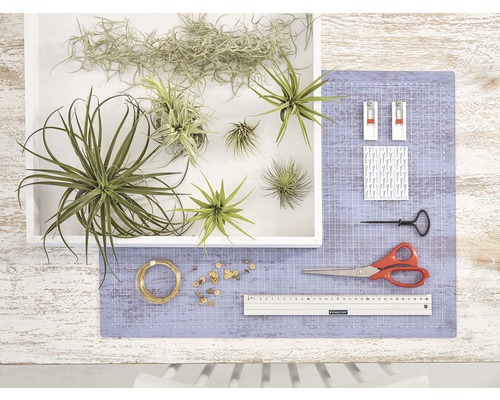 Plantes aériennes dans un récipient blanc avec des outils sur un tapis de découpe