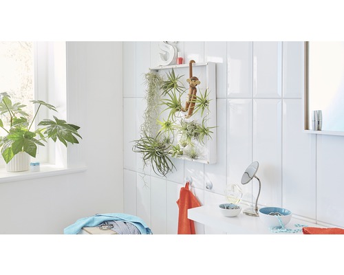 Salle de bains lumineuse avec fenêtre, plante d''intérieur et étagère avec tillandsias et décoration