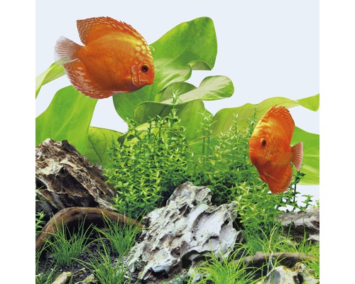 Deux poissons-disques dans un aquarium avec des plantes et des pierres