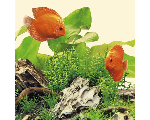 Scène d''aquarium avec deux poissons-disques, des plantes et des pierres