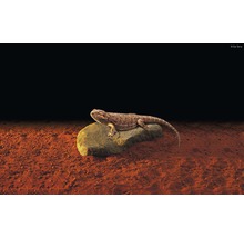 Bartagame auf einem Stein im Terrarium