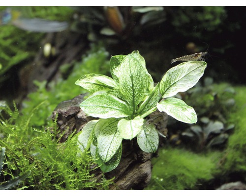 Aquarienpflanze auf einem Stück Holz mit einer Garnele