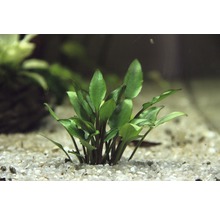 Cryptocoryne 5 cm, vert