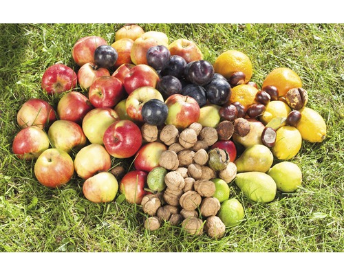 Obst und Nüsse liegen auf Gras