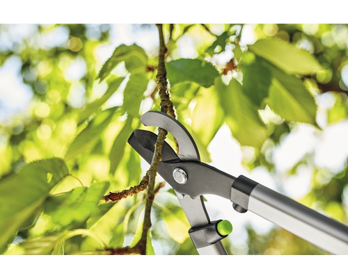 Astschere schneidet einen Ast vor grünem Laub