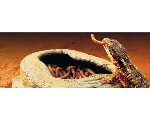 Un petit lézard armadillo mange des vers de farine dans un bol.