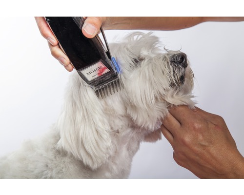 Hund wird mit einer elektrischen Fellschneidemaschine getrimmt