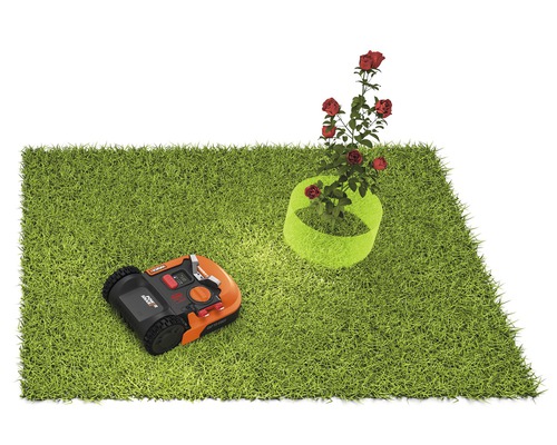 Surface de pelouse avec robot tondeuse et rosier