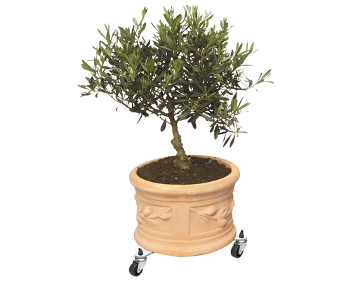 Olivenbaum im Terrakotta Blumentopf mit Rollen