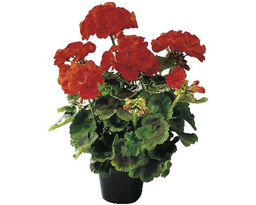 Geranie stehend FloraSelf® 10.5er Topf zufällige Sortenauswahl Geranie stehend FloraSelf® 10.5er Topf zufällige Sortenauswahl