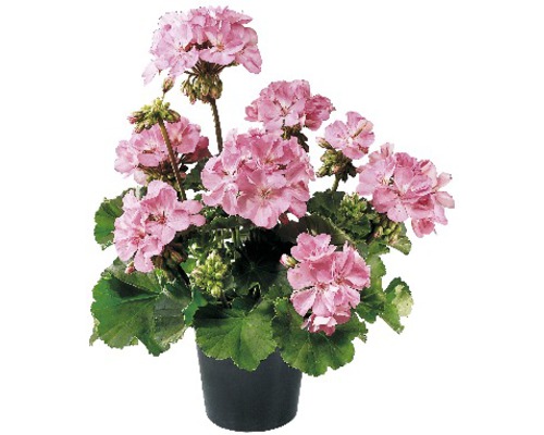 Géranium 'pelargonium zonale' rose pot de 12 cm