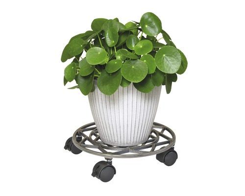 Pilea Zimmerpflanze in Pflanztopf auf Pflanzenroller