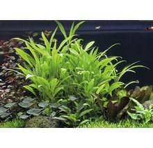 Hygrophila verte