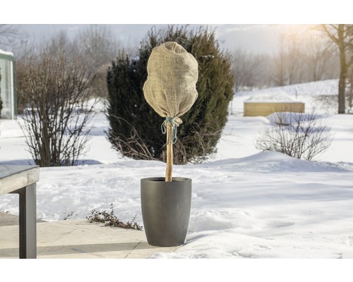 Arbre planté avec protection hivernale dans la neige