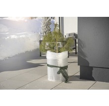 Jeune plant de pin en pot, enveloppé de film à bulles et d''un ruban sur une terrasse en hiver.