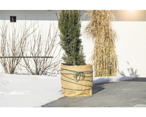 L''image montre un if en pot à l''extérieur.