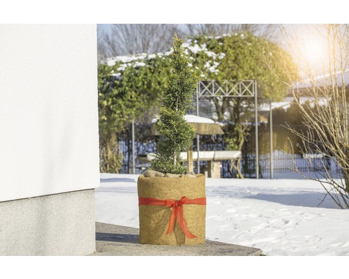 Cyprès en pot avec ruban dans le jardin d''hiver.