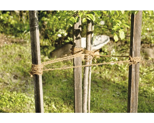 Support d''arbre avec fixation par corde pour jeunes arbres dans le jardin.