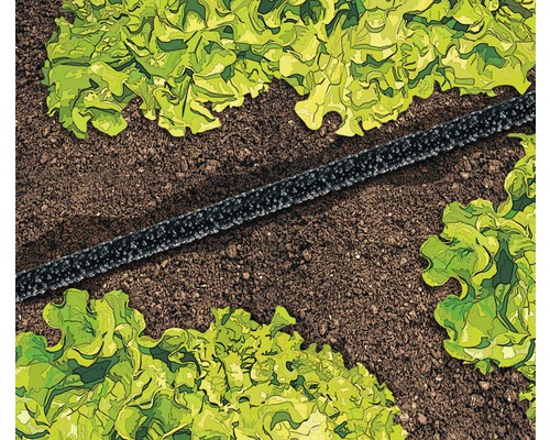 Tuyau d''arrosage goutte à goutte dans le jardin pour arroser les salades