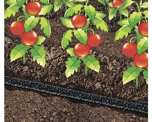 Illustration d''un jardin avec des plants de tomates et un tuyau d''arrosage