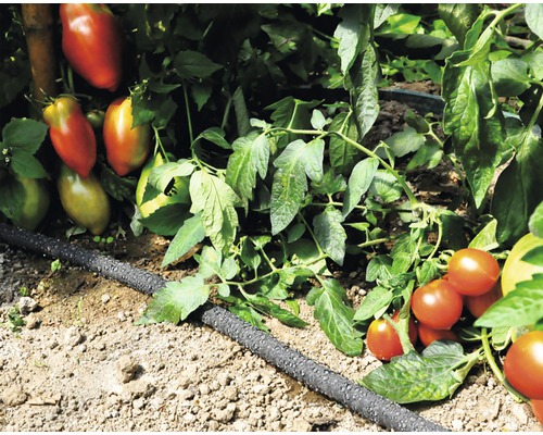 Plants de tomates avec tuyau d''arrosage goutte à goutte pour l''irrigation dans le jardin