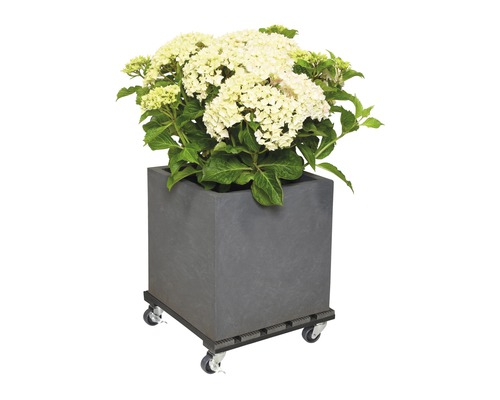 Pot de fleurs gris avec des hortensias sur un chariot à plantes