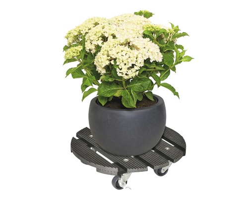 Hortensia en pot sur roulettes pour plantes