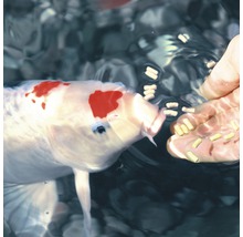 Koi nourri avec de la nourriture pour poissons