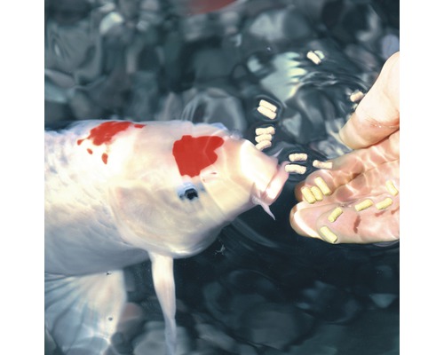 Koi nourri avec de la nourriture pour poissons