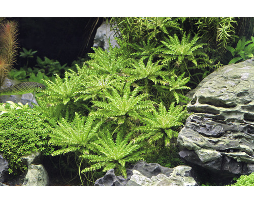 Aquarium mit Wasserpflanzen und Felsen