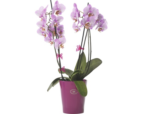 Topf mit rosa Orchideen