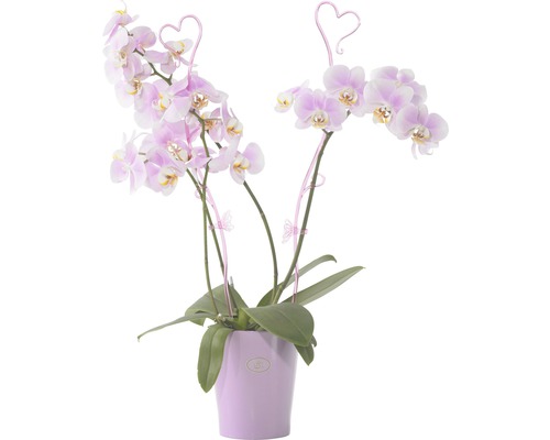 Orchidée en pot avec décoration de cœur